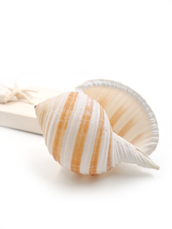 Tan Striped Tonna Shell